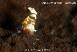 Commensal Shrimp on Anemone by Caroline Istas 
